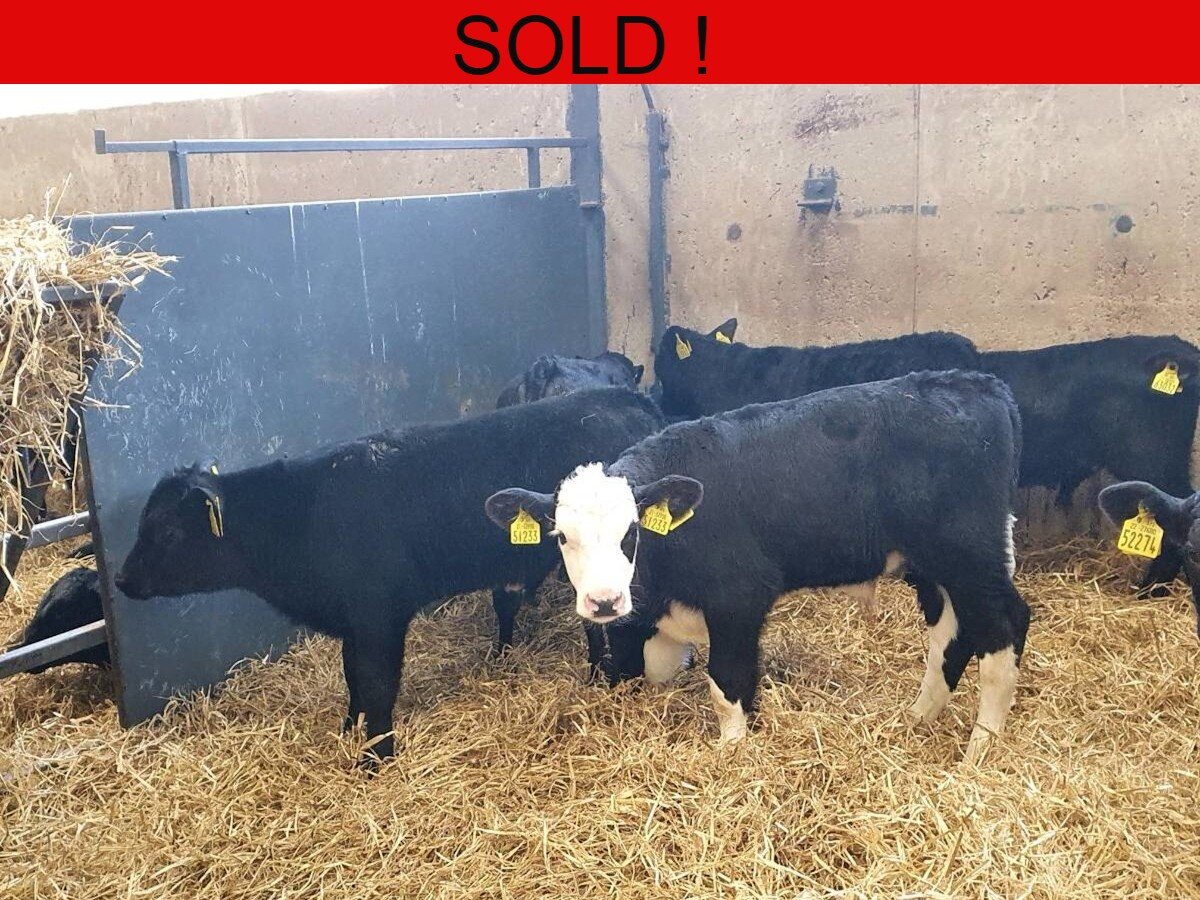 Twelve Quality HEX/ Angus Bulls