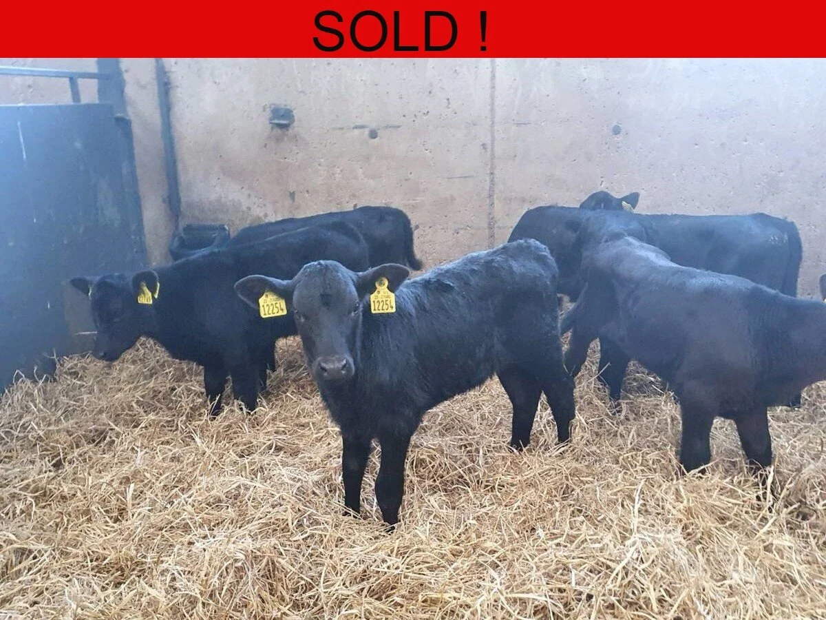 Ten Aberdeen Angus Heifers