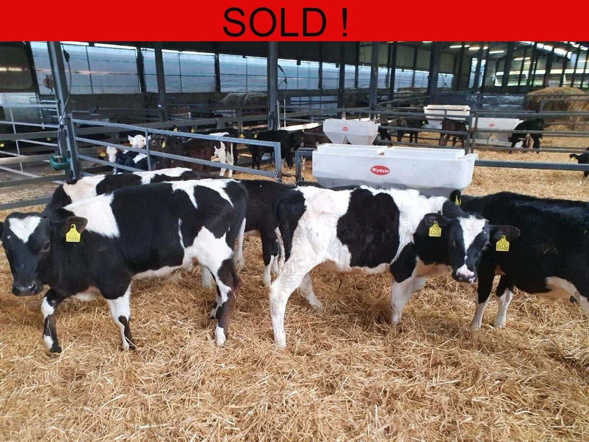 Six Freisian Bulls Ready For Grass