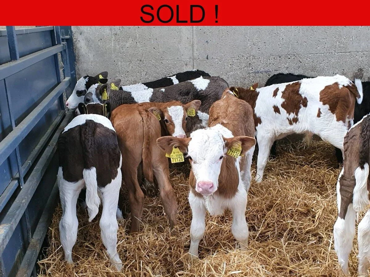 Fourteen Continental Bull Calves