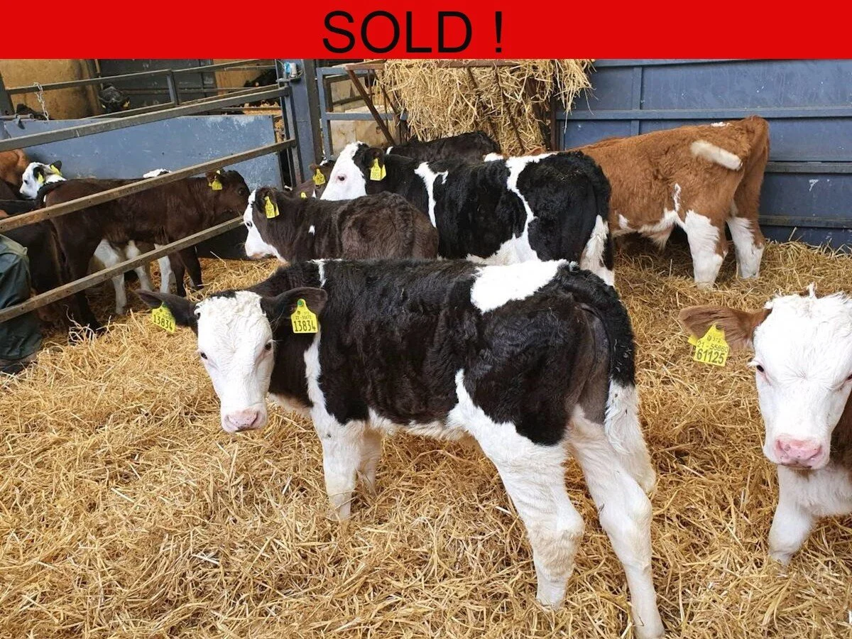 Eight Simmental Bull Calves