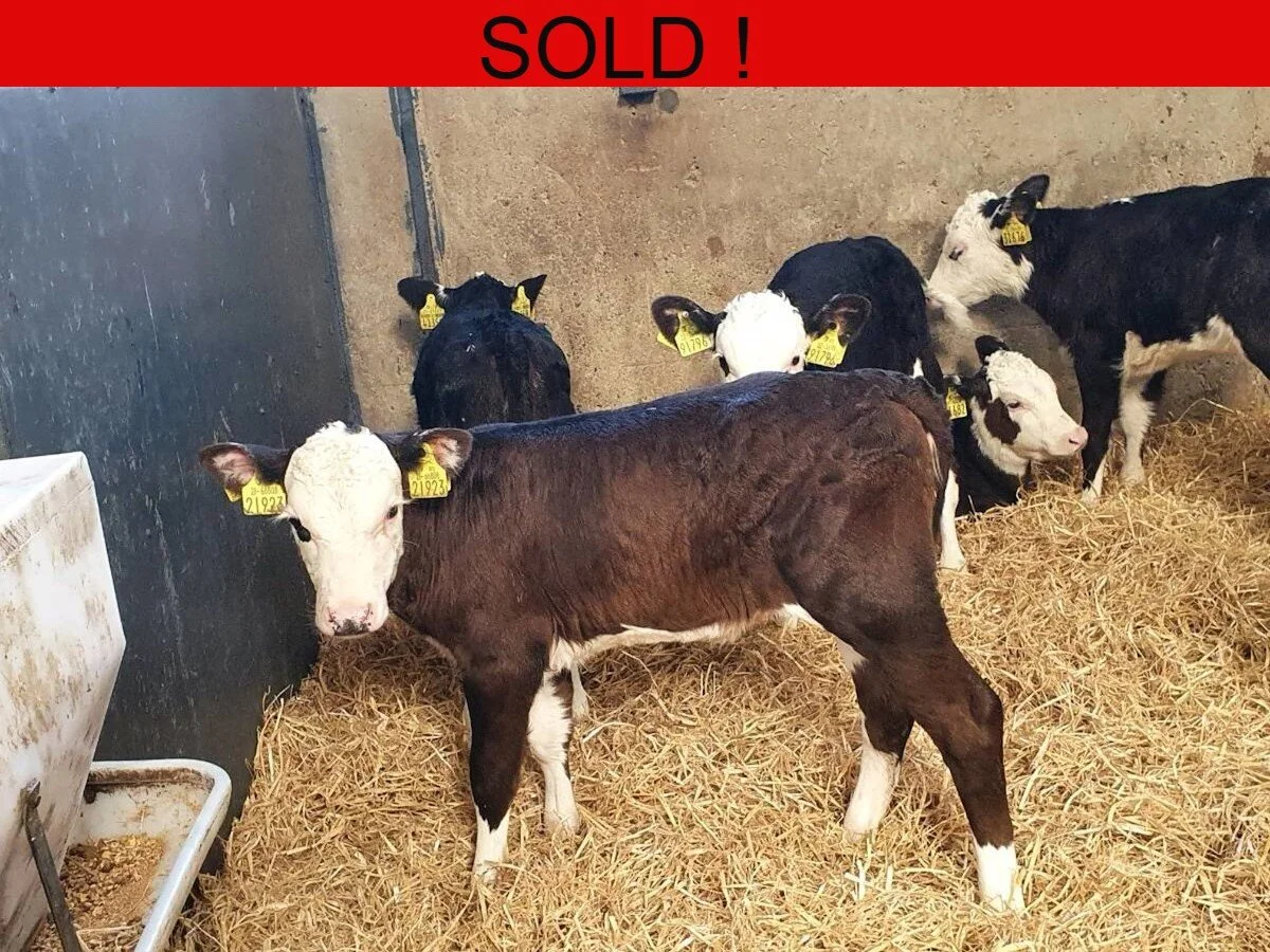 Ten Hereford Heifers