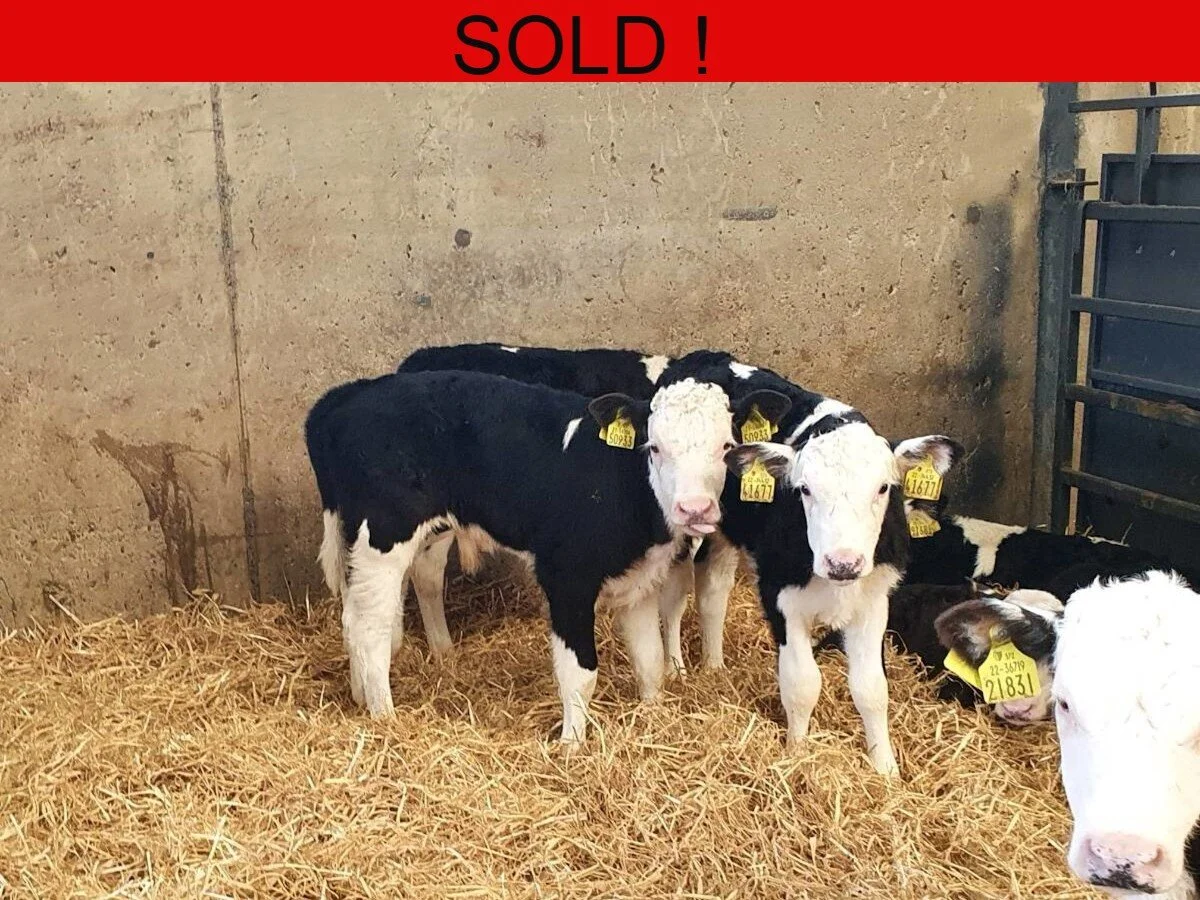 Ten Hereford Bull Calves