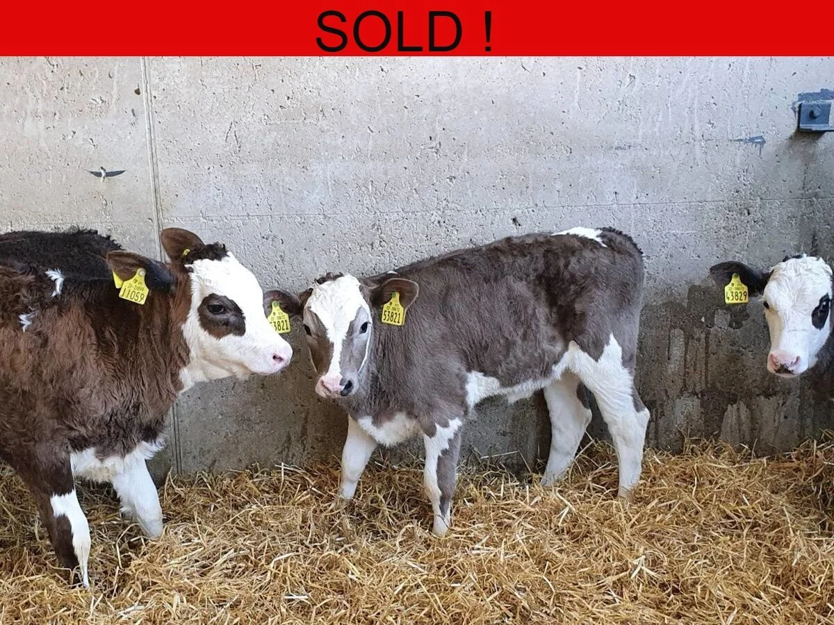 Four Simmental Heifers 