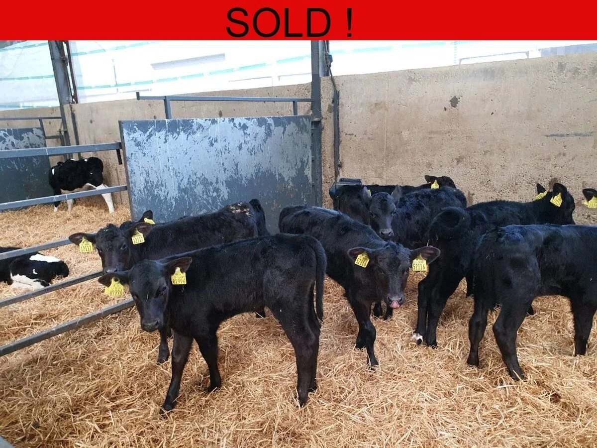 Twelve Aberdeen Angus 