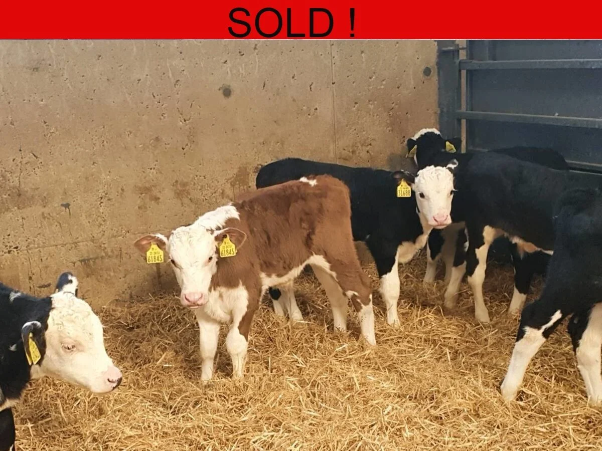 Twelve Hereford Bulls 