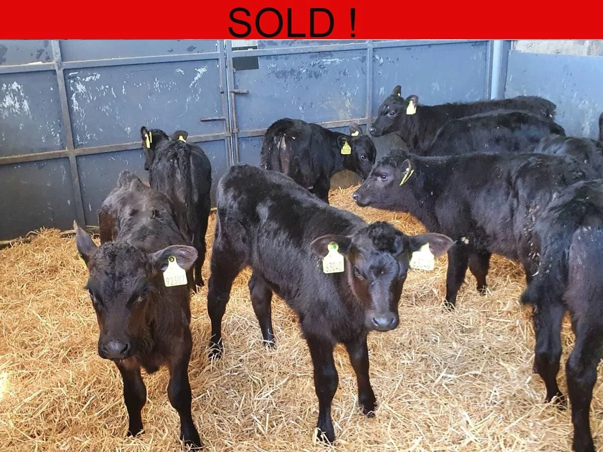 Twenty Quality Aberdeen Angus Heifers