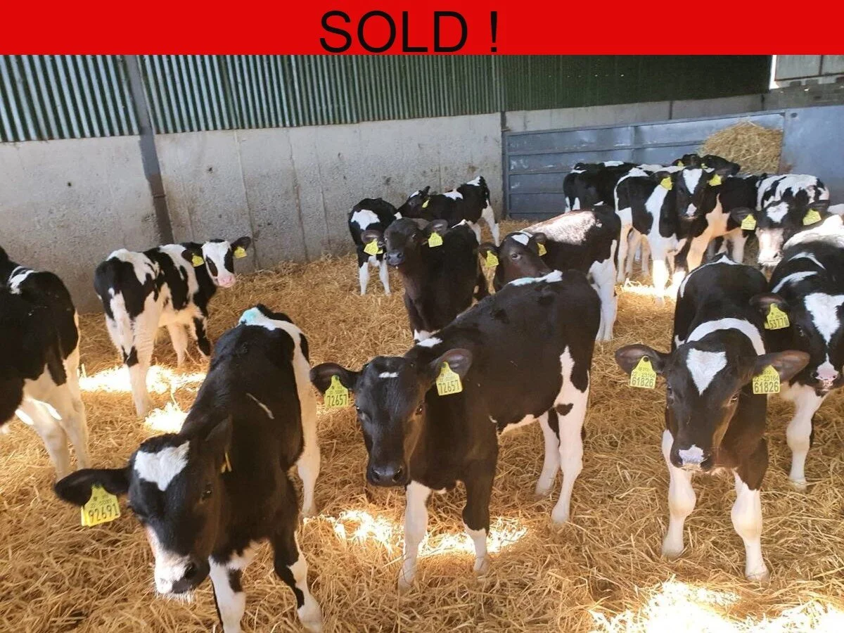 Thirty Strong Freisian Bulls 