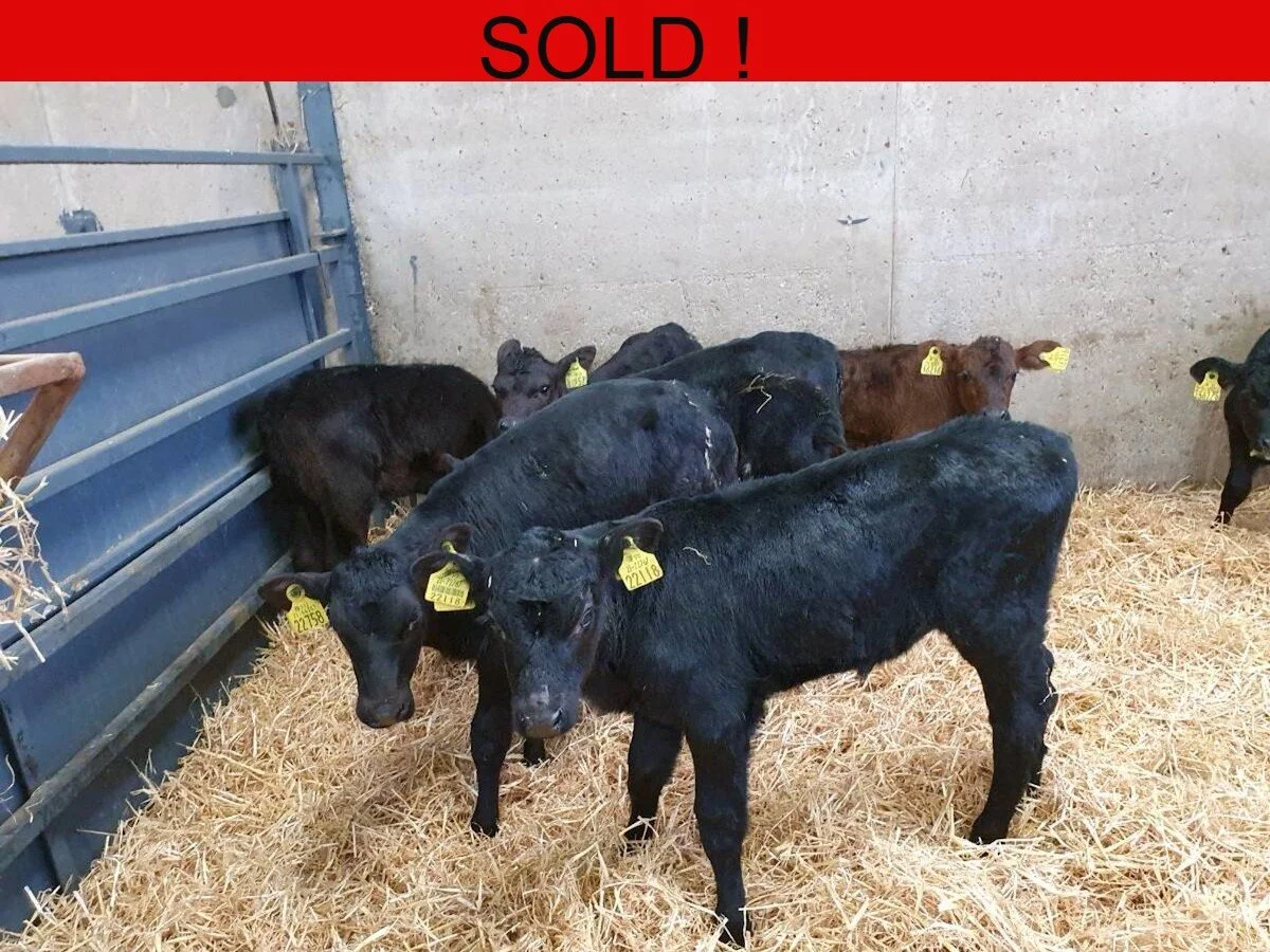 Ten Aberdeen Angus Bulls - JOB LOT
