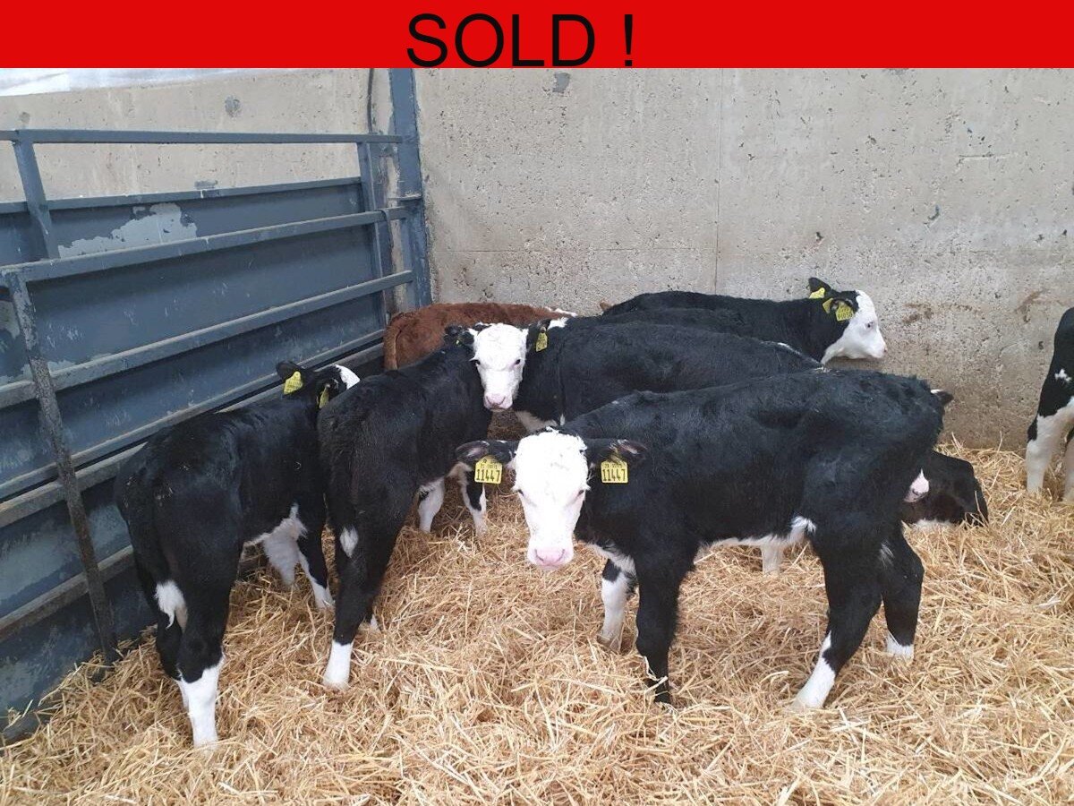 Fifteen Hereford Bull Calves