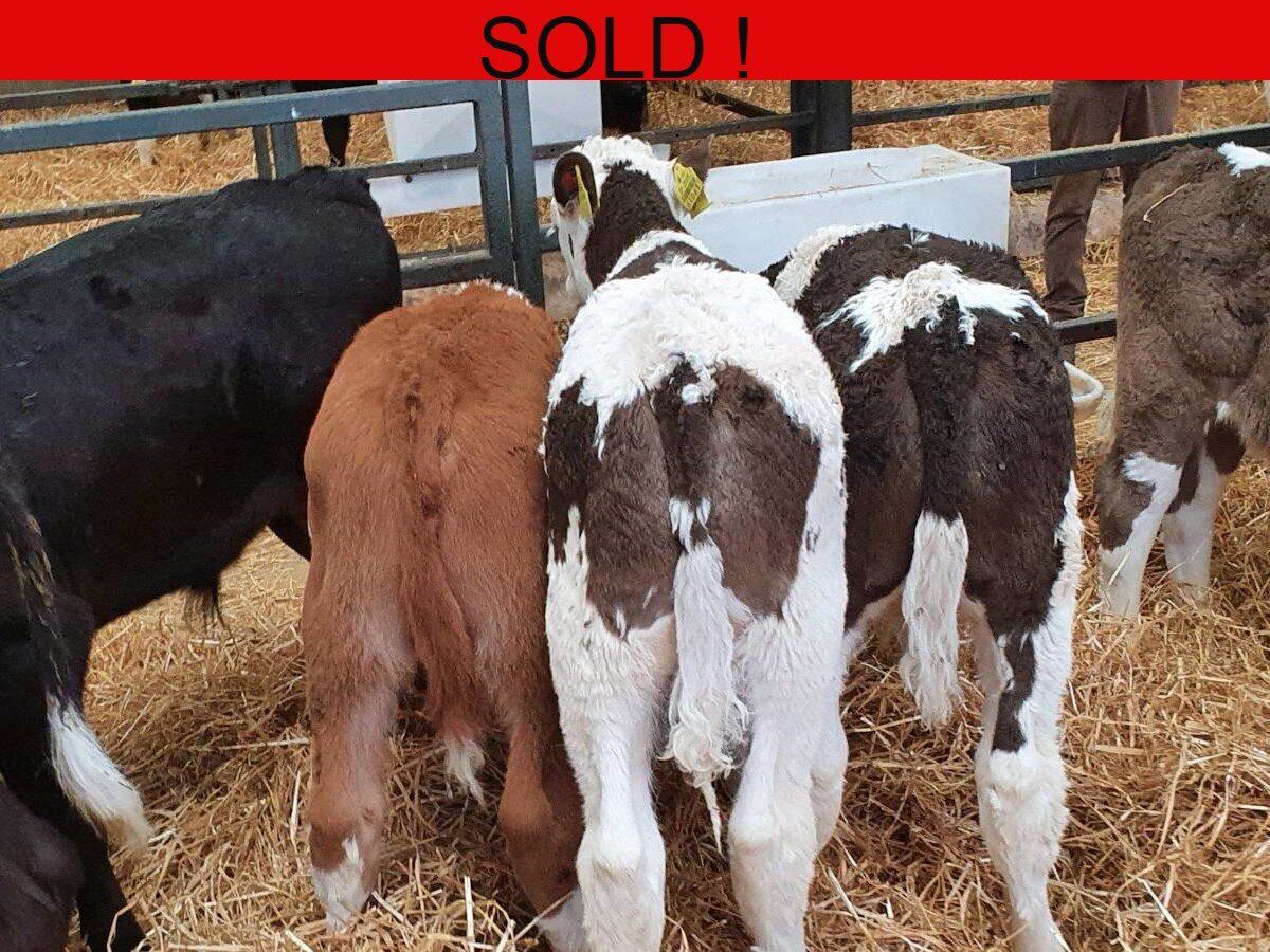 Ten Proper Continental Bulls Calves