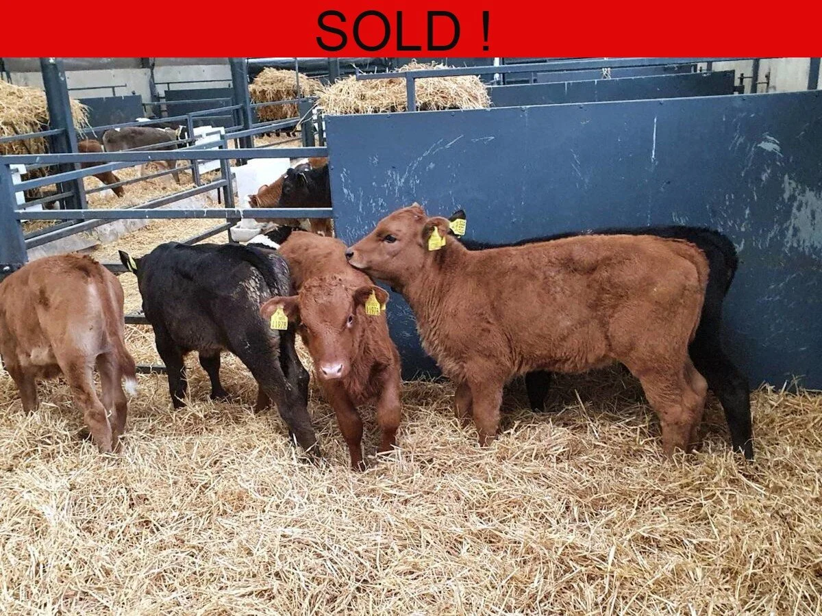 Five Quality Continental Heifers