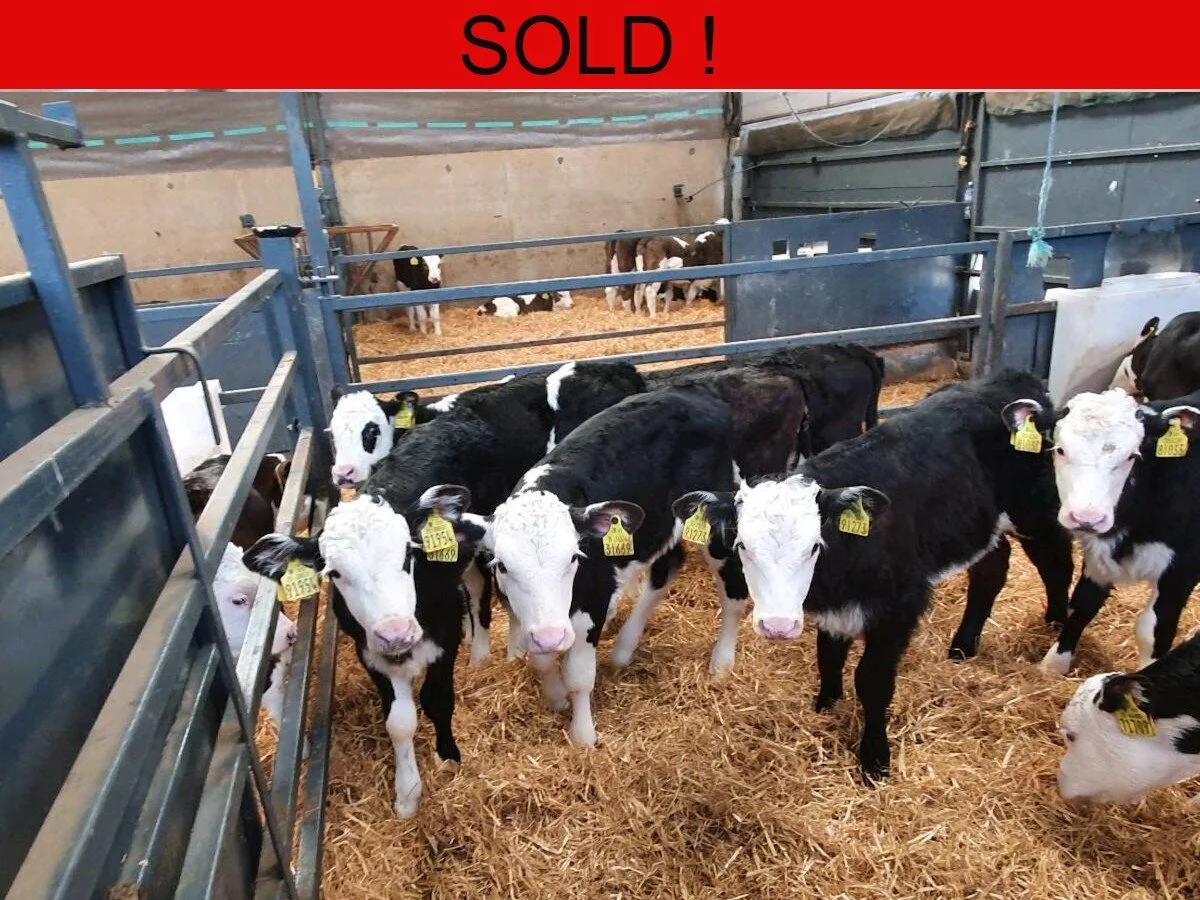 Twenty Quality Hereford Heifers