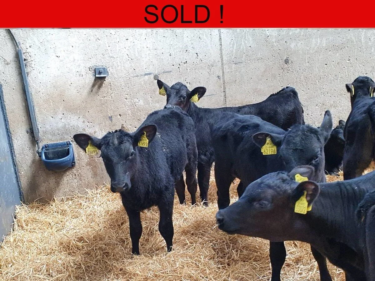 Fifteen Proper Aberdeen Angus Heifers