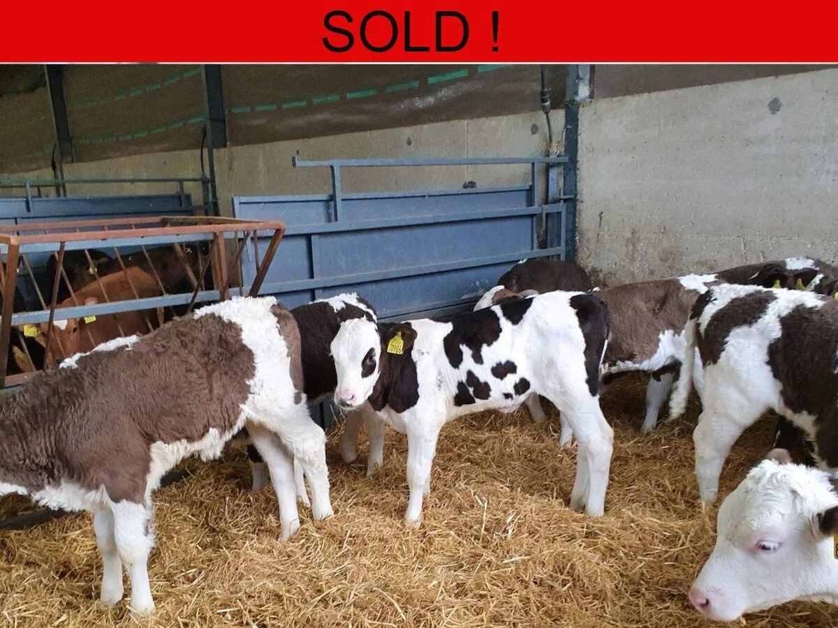 Seventeen Simmental Heifers Calves