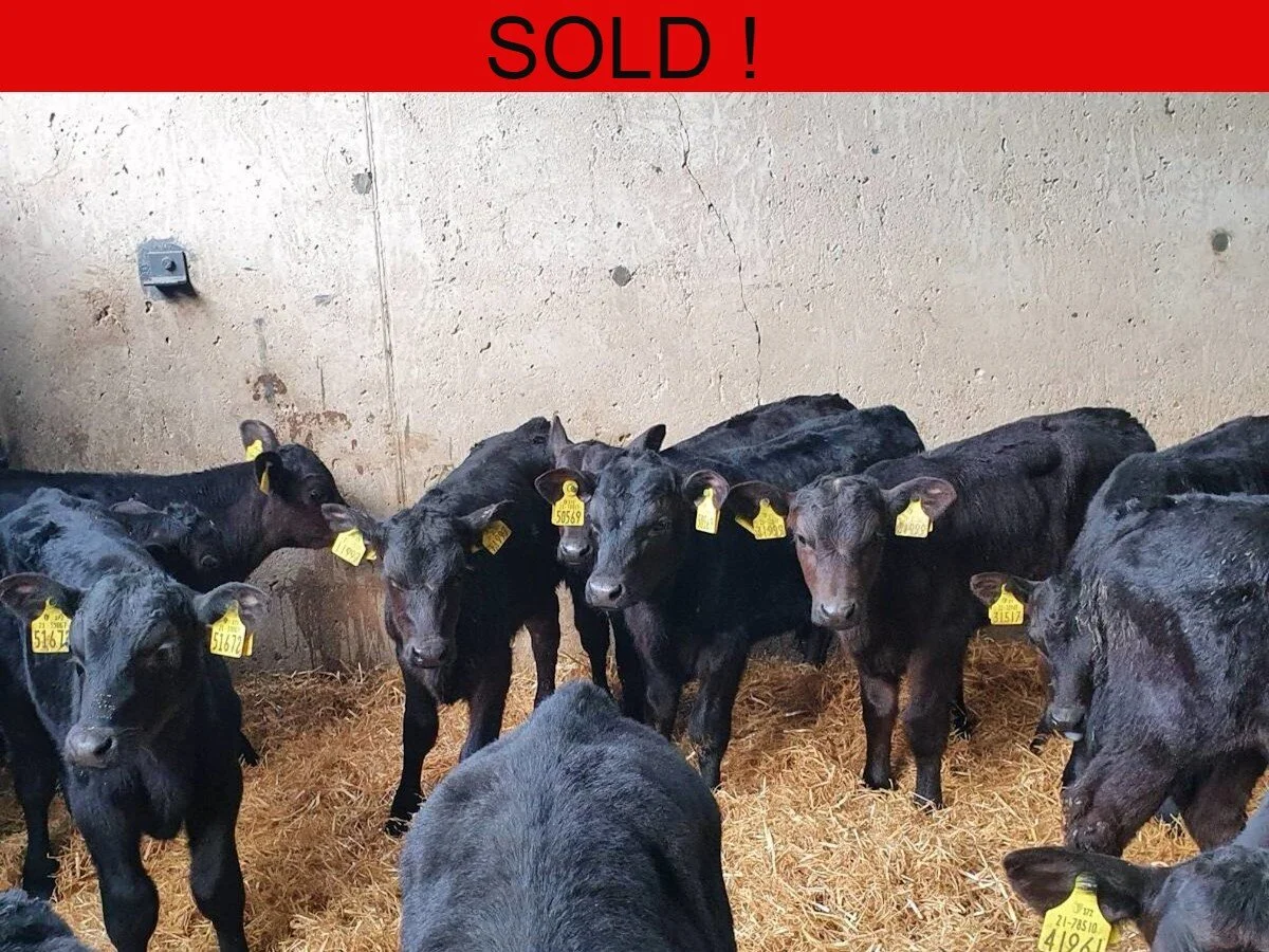 Sixteen Aberdeen Angus Bulls 