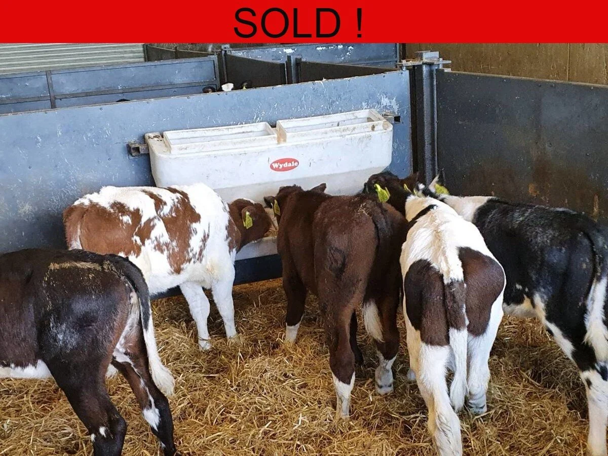 Eight AI-BRED Shorthorn Heifers