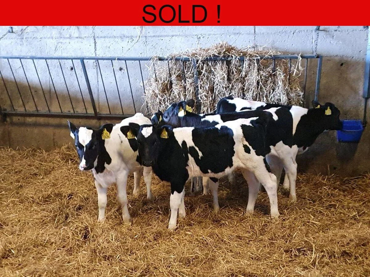 Five Proper British Freisians