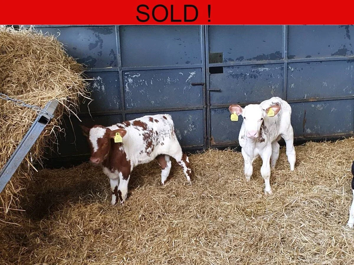 Ten Shorthorn Bull Calves