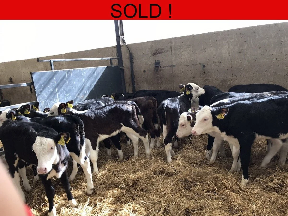 Twenty Super Hereford Heifers