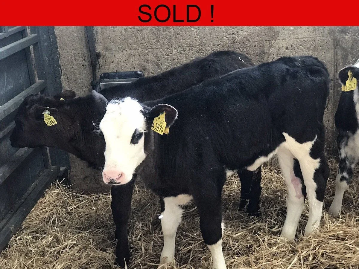 Ten Continental Mix Heifers