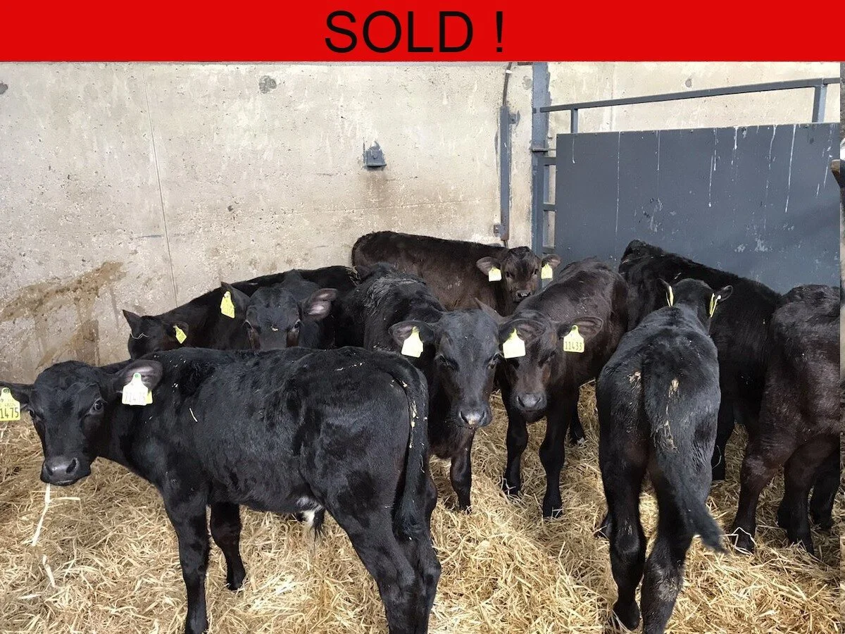 Ten Aberdeen Angus Bulls