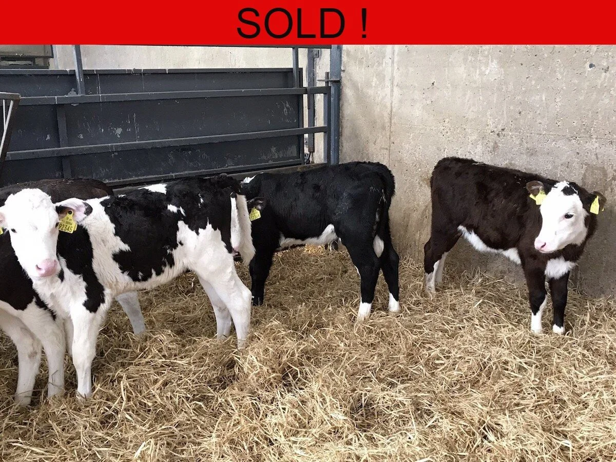 Six Hereford Heifers 