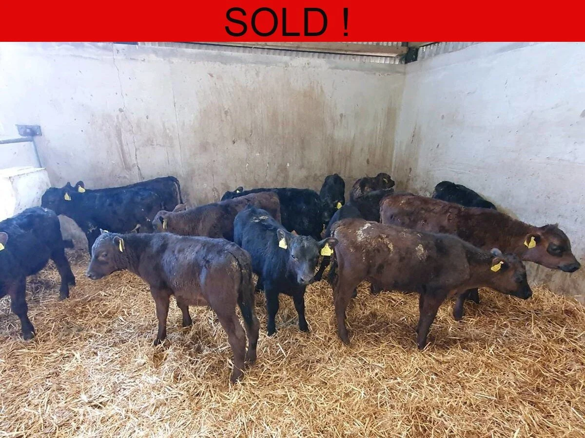 Fifteen Aberdeen Angus Bulls