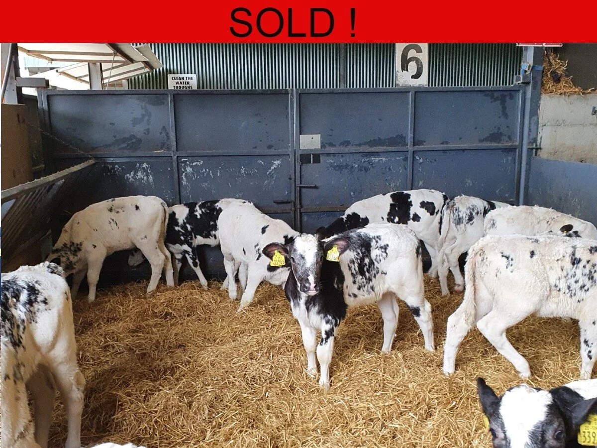 15 Quality Belgian blue heifers