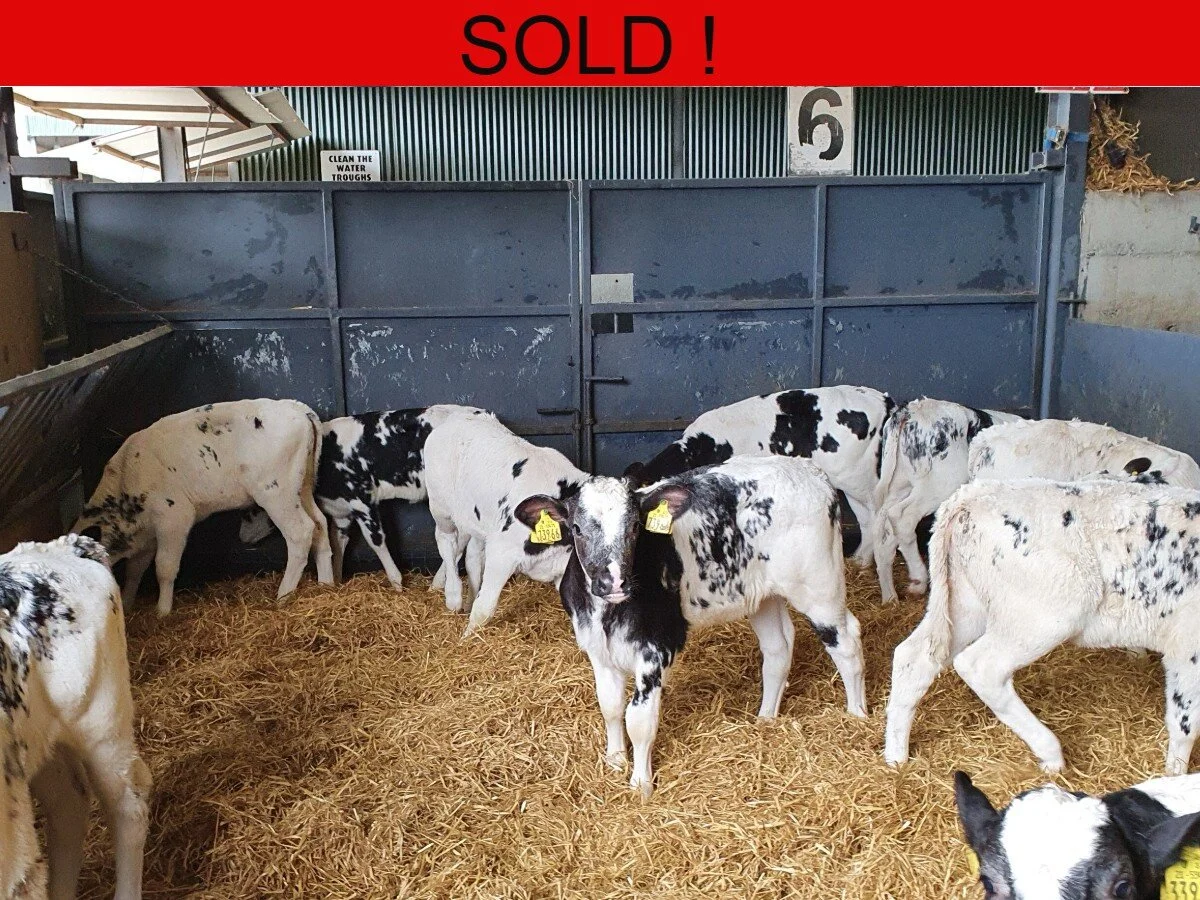 Five Belgian Blues Bulls Calves