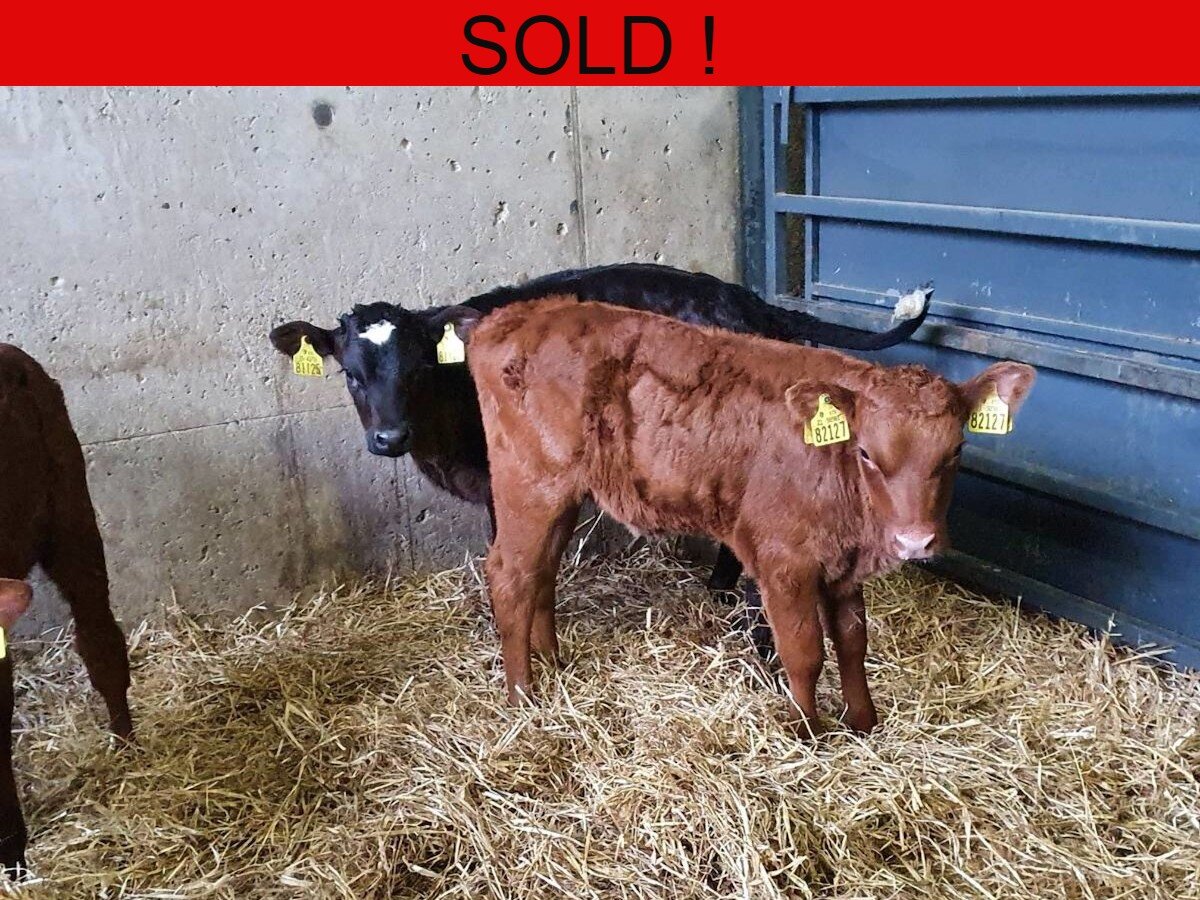 Six Quality Heifers Calves