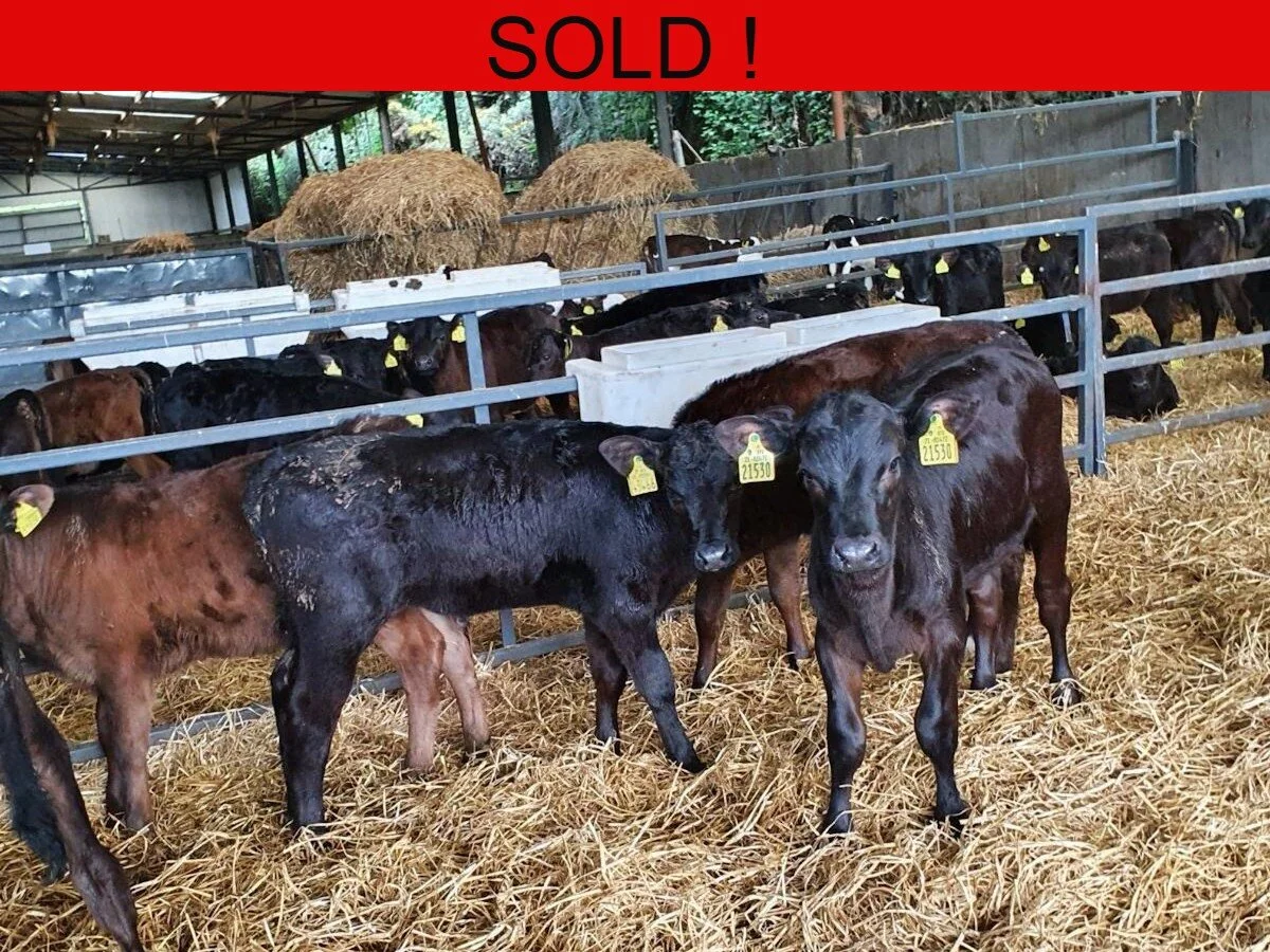 Twenty Five Quality Aberdeen Angus 