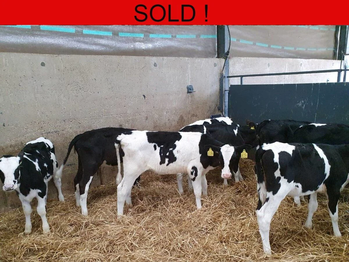 Ten Freisian Heifers Calves