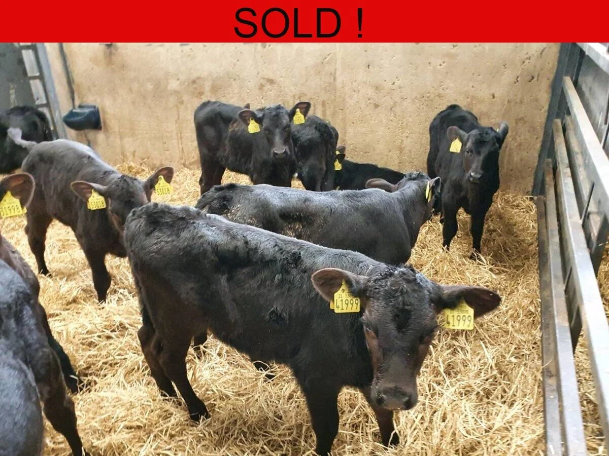 Twenty Aberdeen Angus Heifers