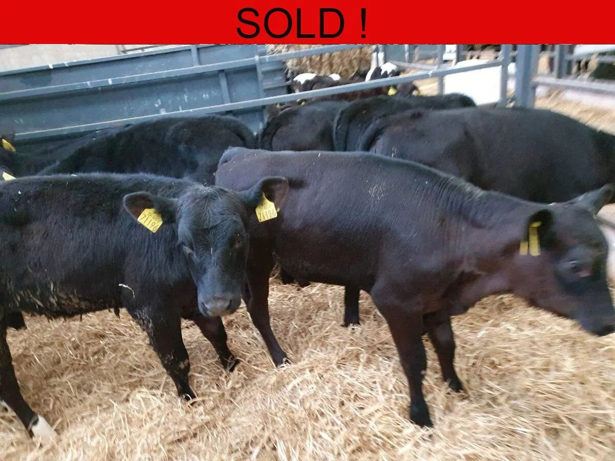 Eight Proper Angus Heifers Runners