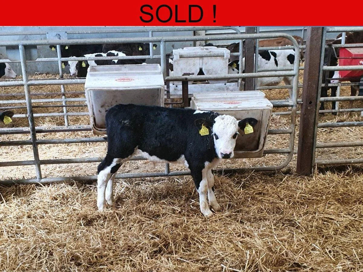 Sixteen Hereford Bulls Calves