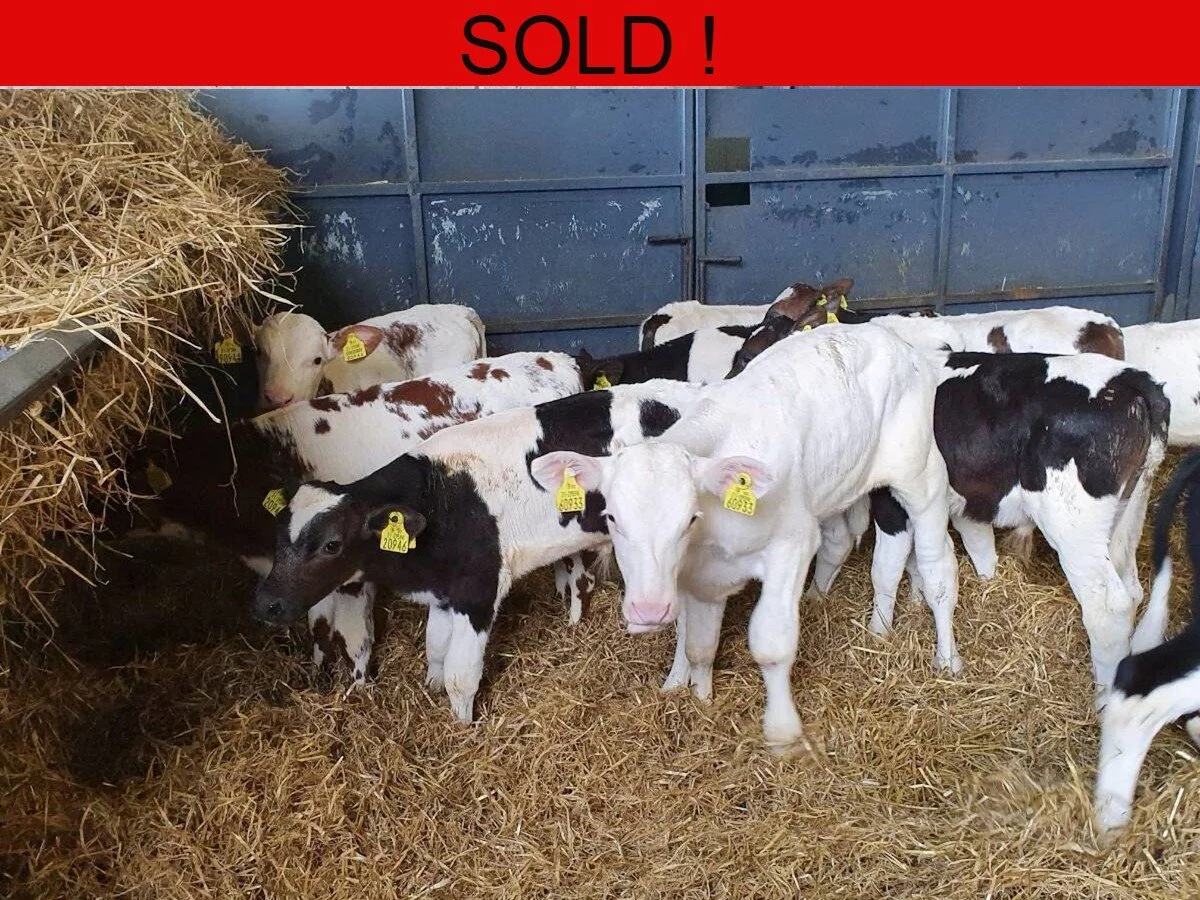 Ten Shorthorn Bull Calves