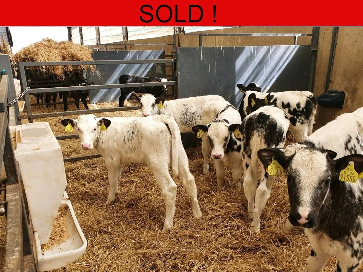 Ten Belgian Blue Heifers 