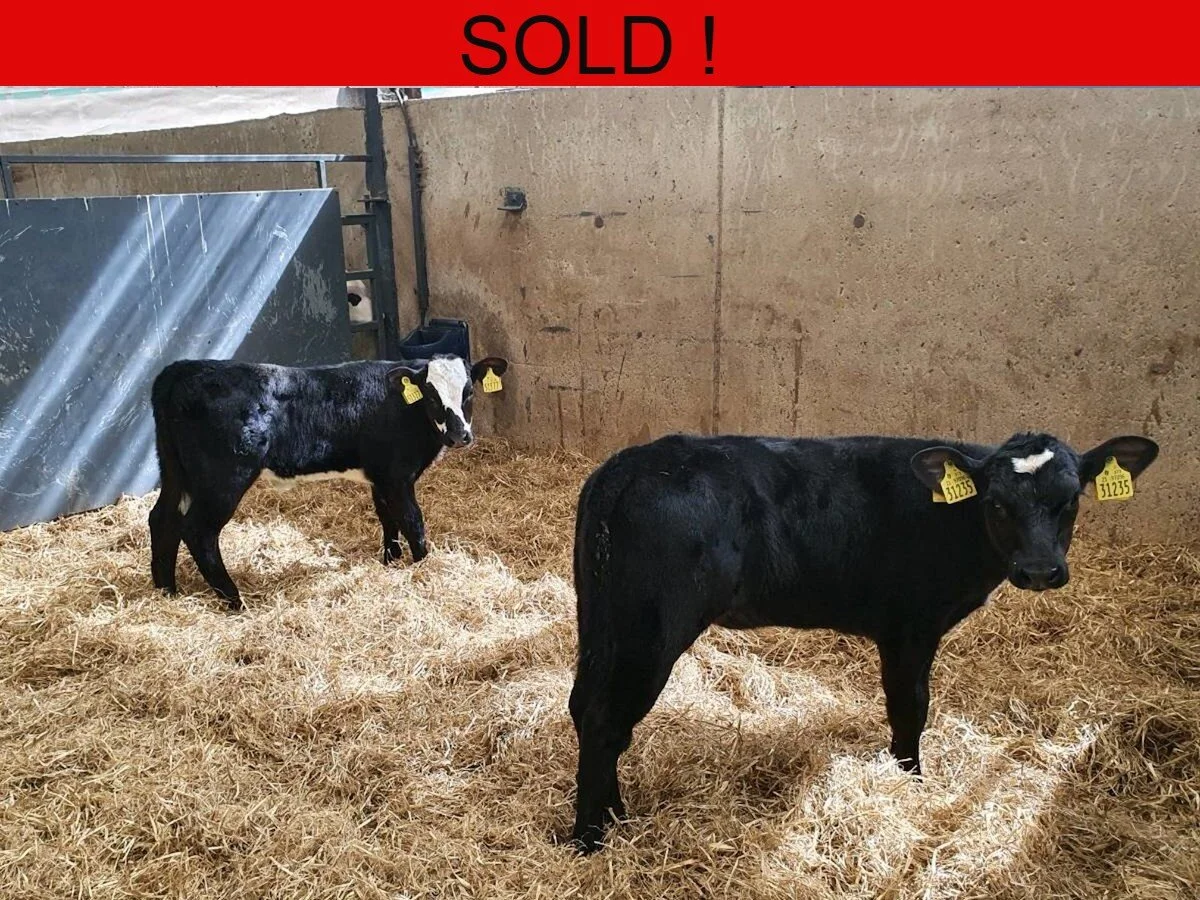 Two Outstanding Heifers