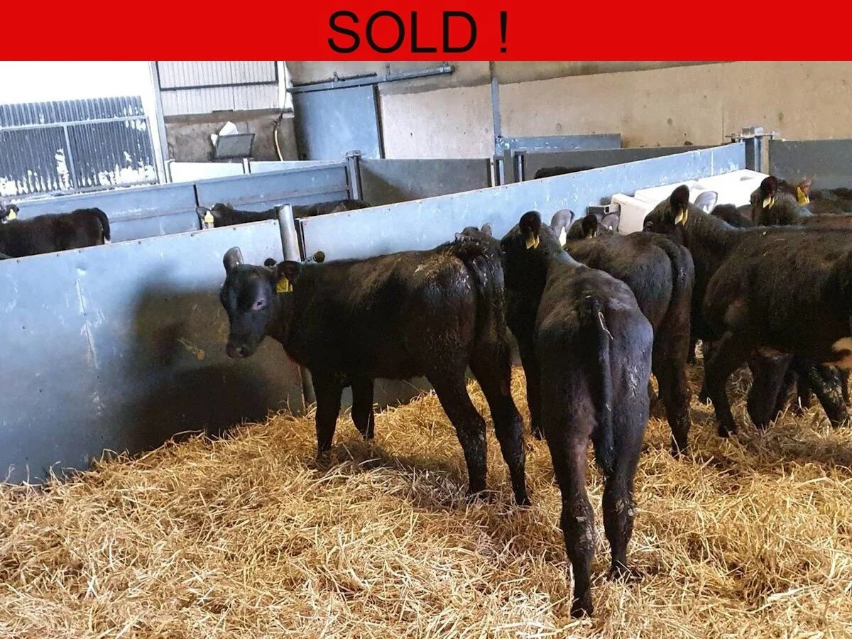 Twelve Quality Aberdeen Angus Heifers