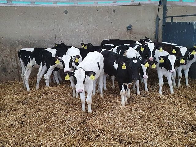 ⚡Pedigree Hosltein Friesians for sale⚡ *All from 1 herd *EBI From150- 230 *Super breeding behind these heifers *March born with some In April 
Contact our sales team :
James 0879238232
Seamus 0872547339

#Wicklowcalfcompany #dairystock #calvesofinsta