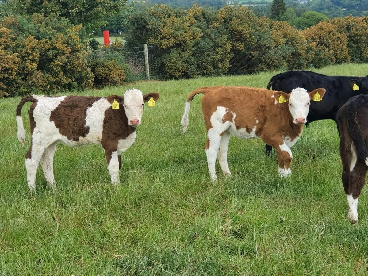 3+ months Old Calves Wanted For Export