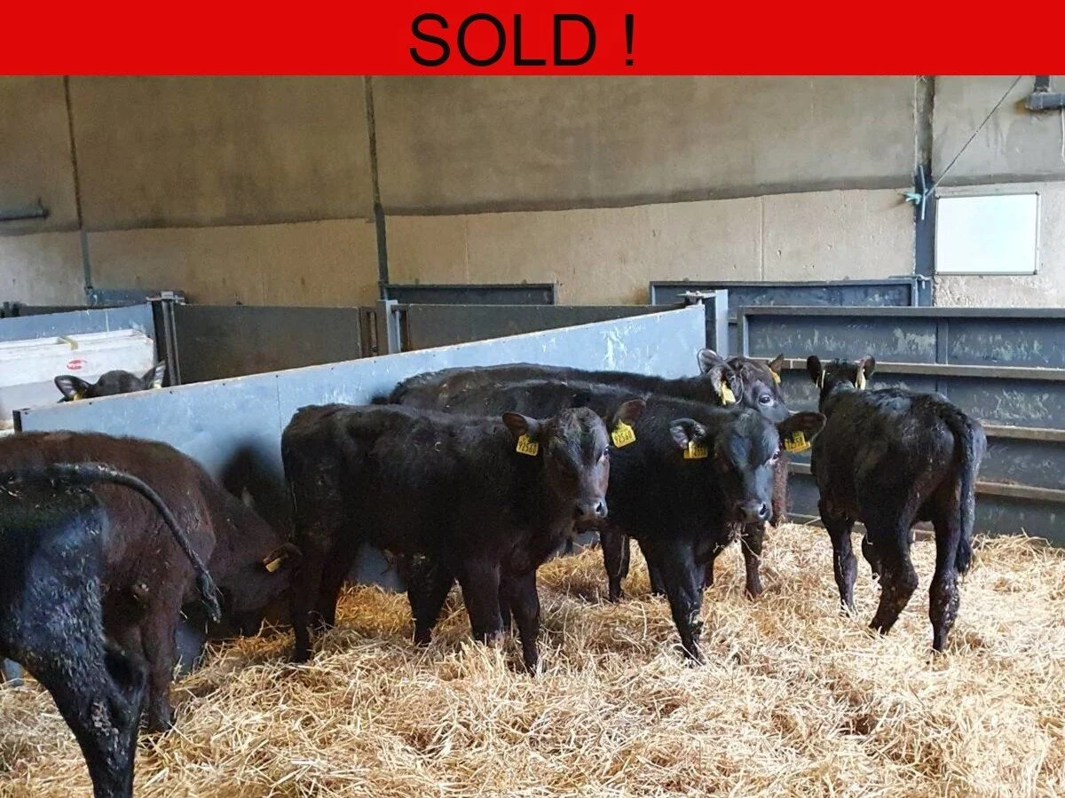 Seven Aberdeen Angus Bulls 