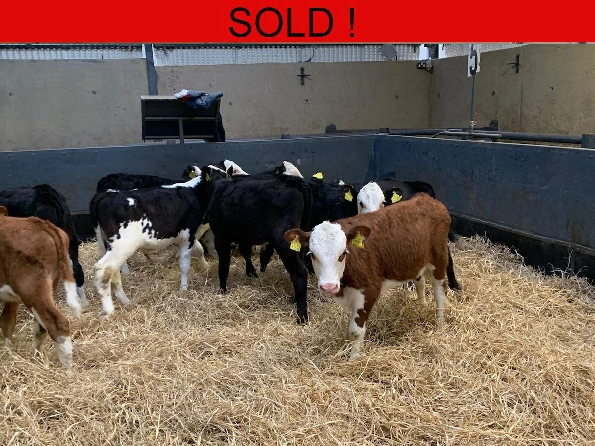 Twelve Proper Hereford Bulls Calves 