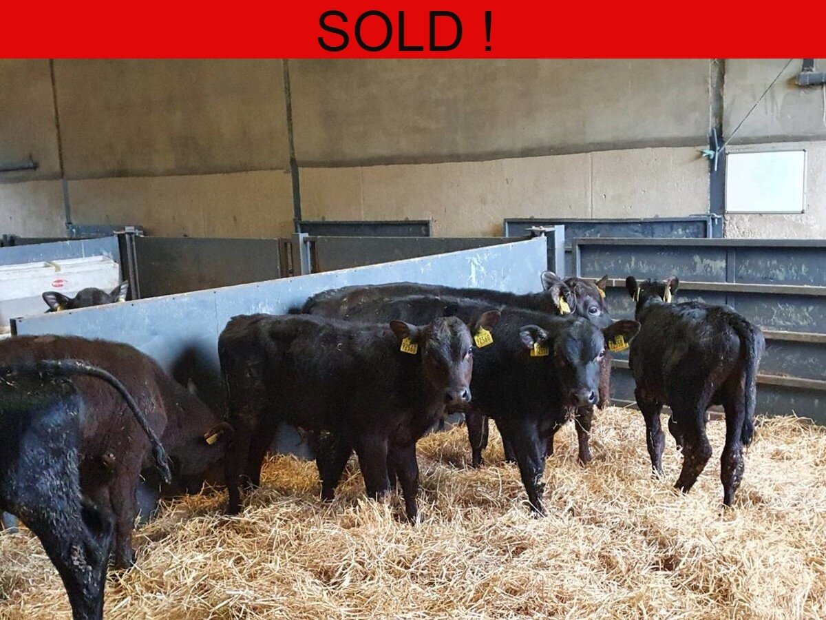 Nine Proper Hereford Bull Calves 