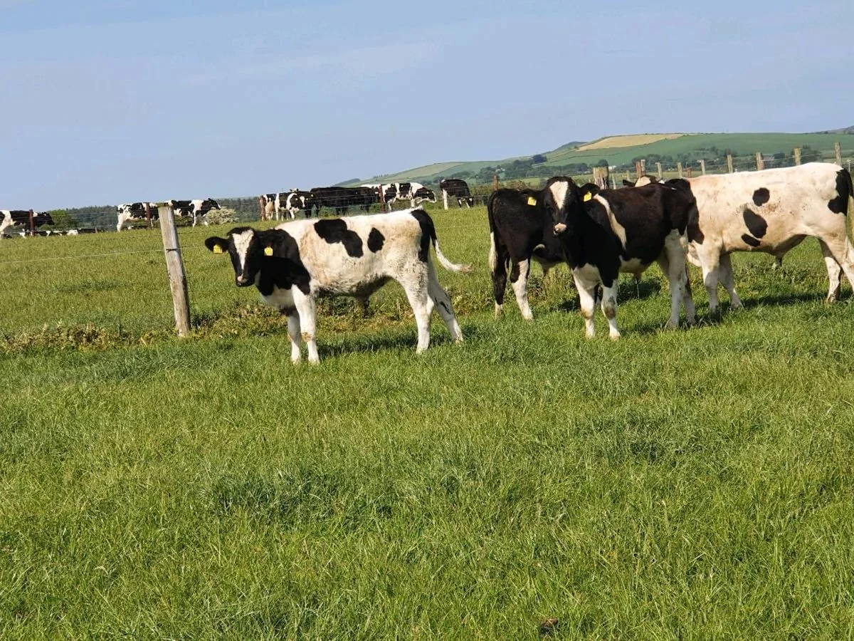 Freisian Bulls Wanted For Export 