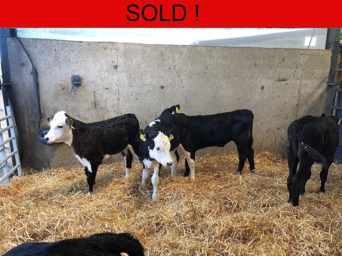 Twelve Quality Hereford Bulls and Heifers 