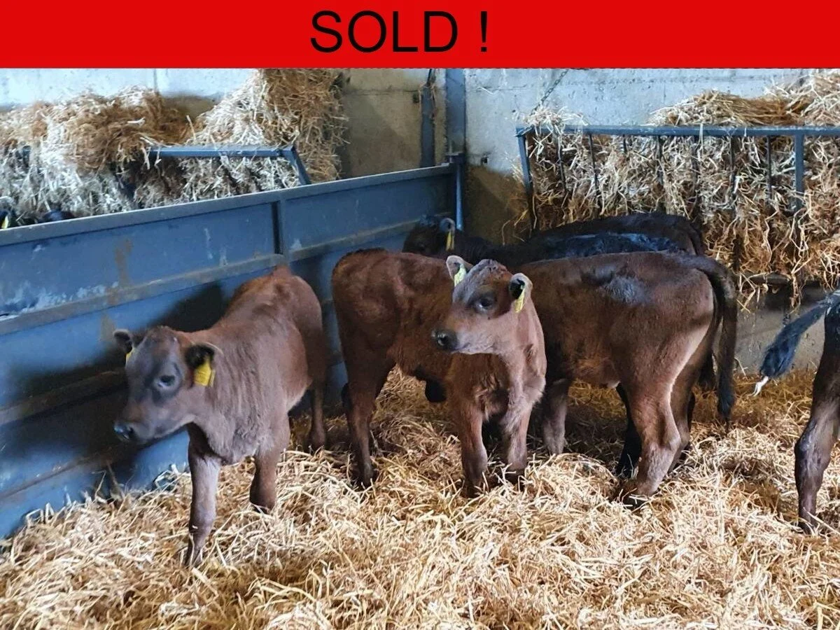 Twelve Quality Aubrac Heifers Calves 