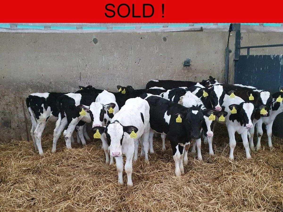 Fifteen Pedigree Freisian Heifers 