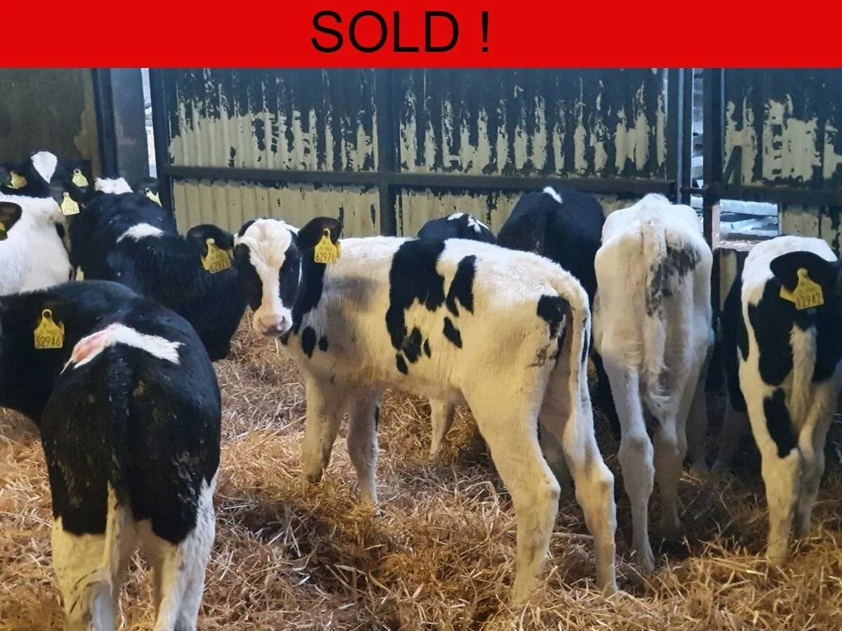 Thirty Three Freisian Heifers 